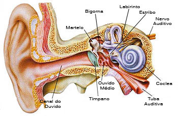 Ouvido interno